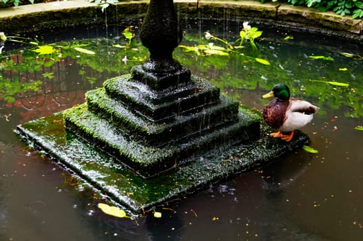 A mallard next to a fountain