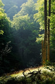 Forest landscape