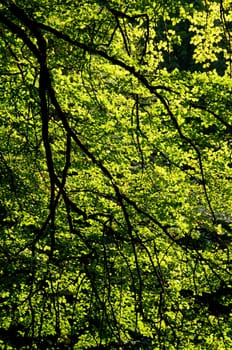 Forest landscape
