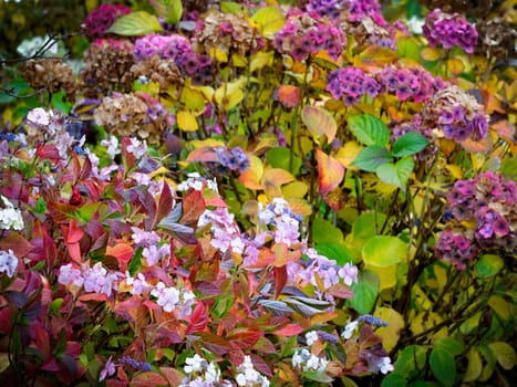 Hortensia flowers in autumn
