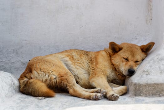 Dog sleeping against a white wall