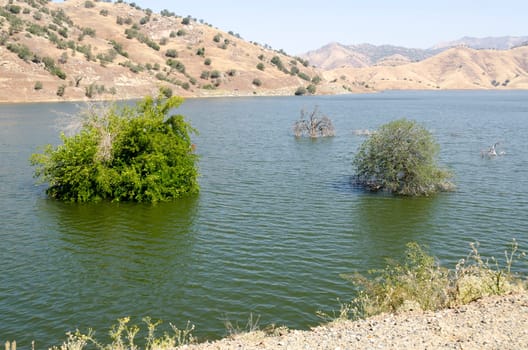trees immersed in the Kaweah Lake in California
