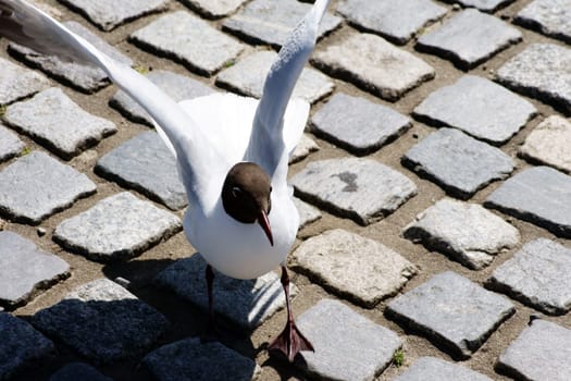 Die Nahaufnahme einer mit den Flügeln schlagenden Möwe.
