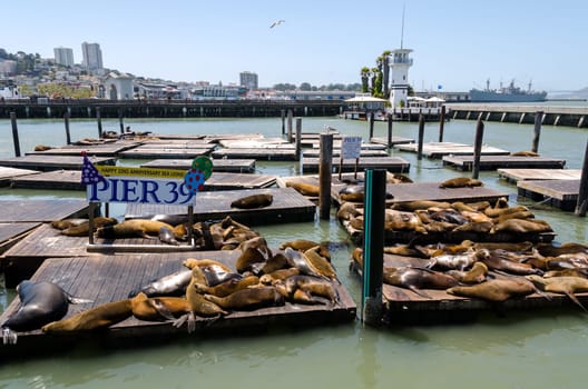 sea lions at Pier 39 in San Francisco