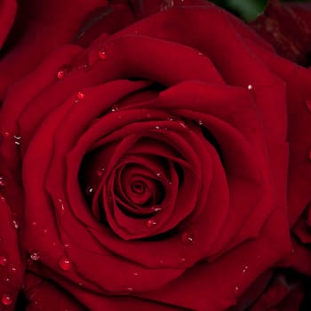 Red Rose Blossom