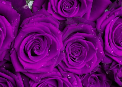 Purple bouquet of roses
