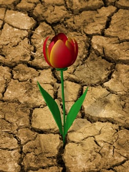 Single, drought resistant flower, on a dry, cracked ground.