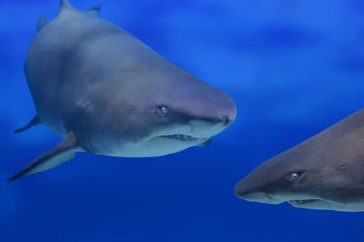 Close-up of two sharks underwater