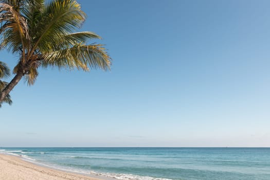 Palm trees on the beach against a blue sky