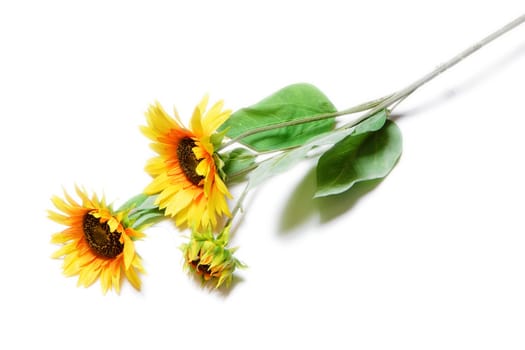 some blooming sunflowers on a white background