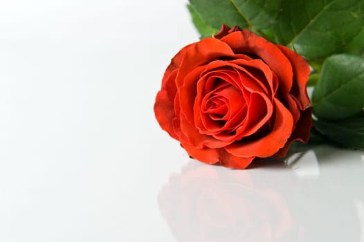 rose without hip without rosehip