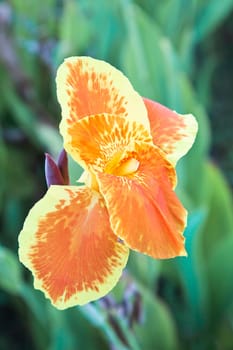 Vertical color portrait landscape of single flora from the tropics, multi colors of a orange yellow red and white hibiscus in full bloom with dark green foliage. Shot location was a garden in Bombay India
