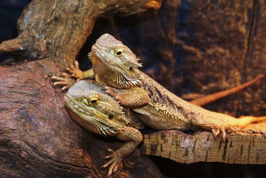 Bearded dragons - Pogona vitticeps
