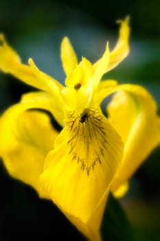 Swamp Iris with Fly - Macro Shot
