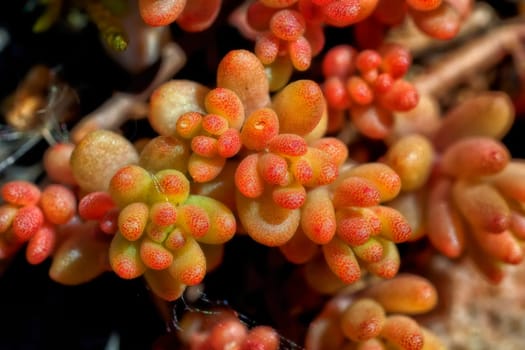 Thick-leaved wall pepper in a super macro shot
