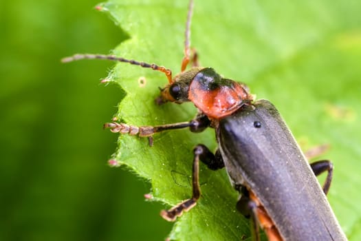 Soft beetles - Cantharidae in a supermacro image