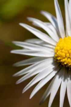 Daisies - Bellis perennis in a macro shot - cut