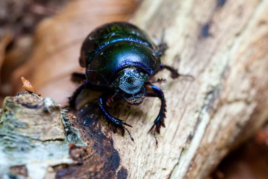 Forest dung beetle - Anoplotrupes stercorosus in a supermacro image