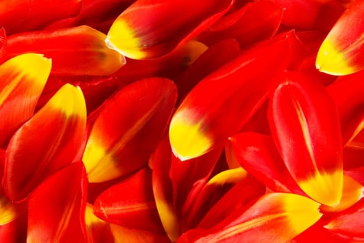 red and yellow petals for background