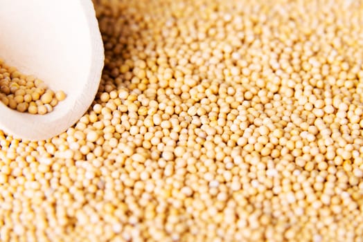 charlock,mustard close up\r