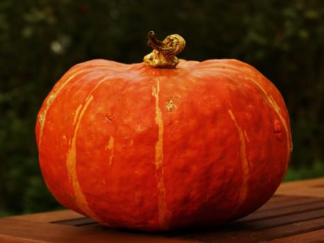 Large pumpkin