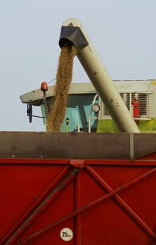Grain harvest