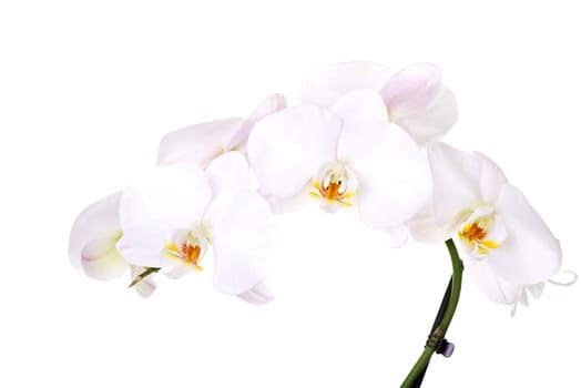 white orchid flower isolated on white.