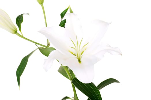 white lily flower isolated on white.