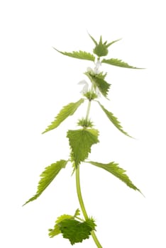 fresh nettle with flowers. isolated on white