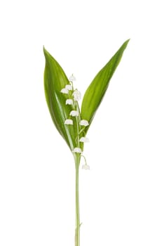 lily of the valley isolated on white