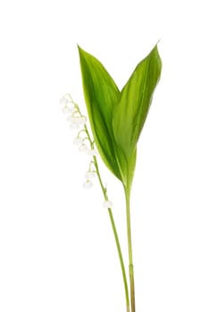 lily of the valley isolated on white