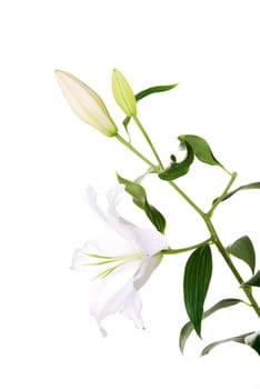 white lily flower isolated on white.