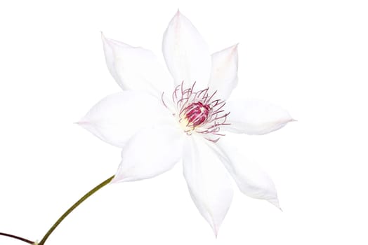 white clematis snow queen close up