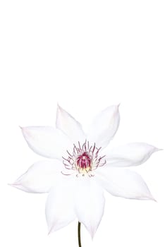 white clematis snow queen close up