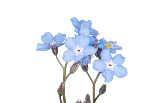 forget-me-not close up
