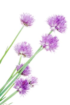 chives decorative flowers close up