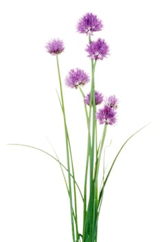 chives decorative flowers close up