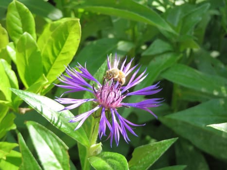 Bee on a cornflower - Centaurea cyanus