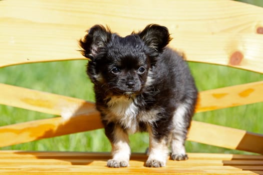 Chihuahua (puppy)