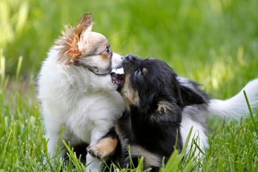 Chihuahua (puppy)