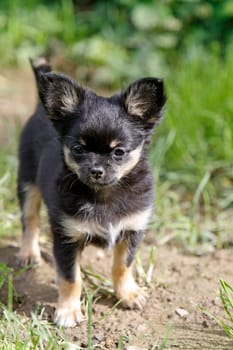 Chihuahua (puppy)
