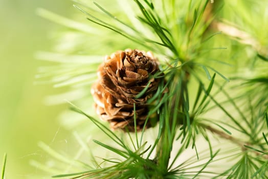 larch close up