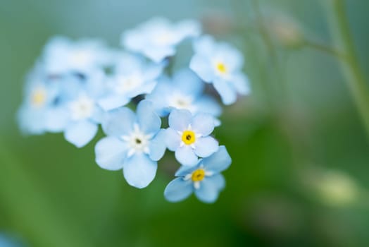 forget-me-not close up