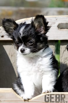 Chihuahua (puppy)
