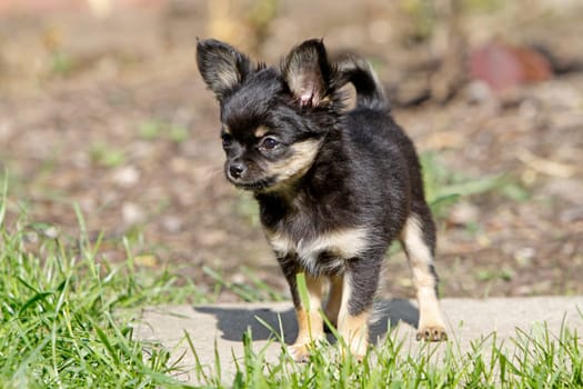 Chihuahua (puppy)