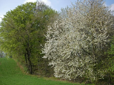 Cherry blossom in the Weser Uplands
