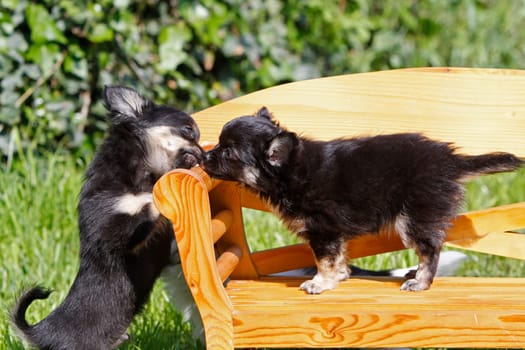 Chihuahua (puppy)