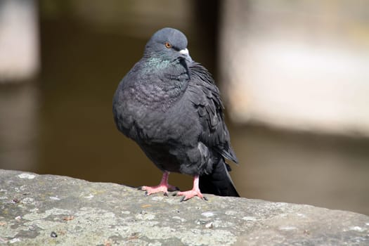Feral pigeon