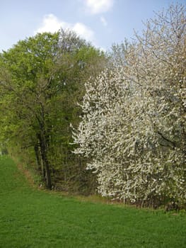 Cherry blossom in the Weser Uplands