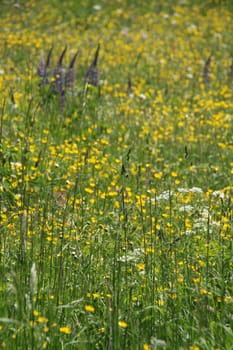 Yellow flower meadow
